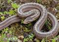 Coronella austriaca DE: Glattnatter Schlingnatter Haselnatter Kupfernatter UK: Smooth Snake ES: Culebra lisa europea IT: colubro liscio CZ: u�ovka hladk� FR: Coronelle lisse PL: Gniewosz plamisty SK: u�ovka hladk� FI: Kanervak��rme